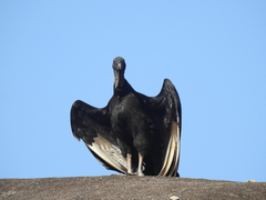 Coragyps atratus