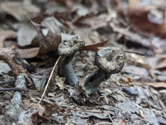 Craterellus foetidus