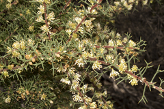 Hakea lissocarpha