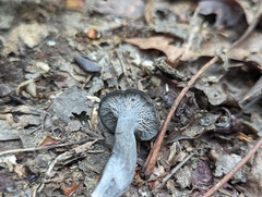 Craterellus foetidus