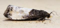 Notocelia cynosbatella