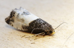 Notocelia cynosbatella