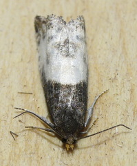 Notocelia cynosbatella