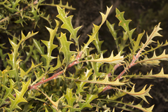 Banksia pallida