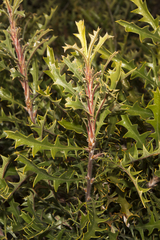 Banksia pallida