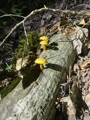 Cyptotrama chrysopepla