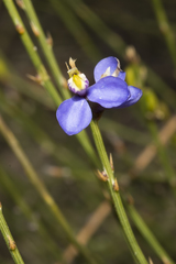 Comesperma scoparium