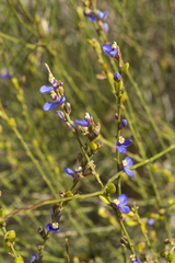 Comesperma scoparium