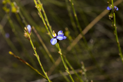 Comesperma scoparium
