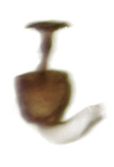 Ptenidium laevigatum