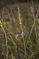 Comesperma scoparium