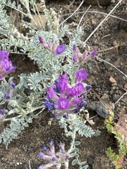 Astragalus inflexus