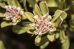 Isopogon buxifolius