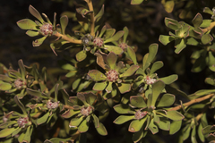 Isopogon buxifolius