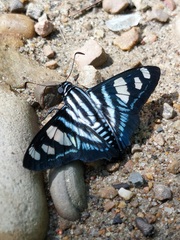Jemadia menechmus