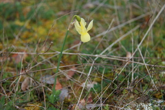 Narcissus triandrus