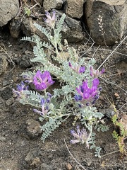 Astragalus inflexus