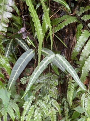 Gardneria multiflora