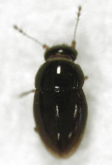 Ptenidium laevigatum