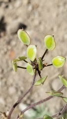 Lomatium nevadense nevadense
