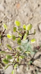 Lomatium nevadense nevadense