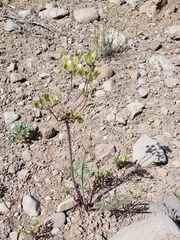 Lomatium nevadense nevadense