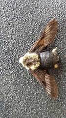 Proserpinus flavofasciata