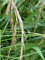 Elymus tsukushiensis