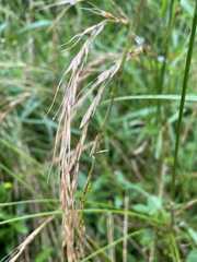 Elymus tsukushiensis