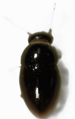 Ptenidium laevigatum