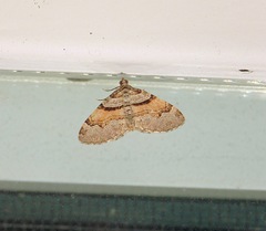 Xanthorhoe labradorensis