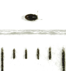 Ptenidium laevigatum