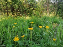 Trollius vicarius