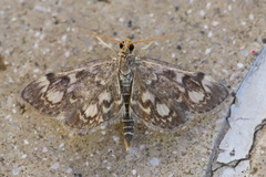 Anania coronata