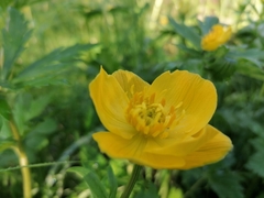 Trollius vicarius