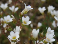 Saxifraga granulata