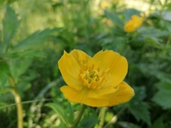 Trollius vicarius