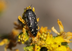 Acmaeodera retifera