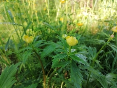 Trollius vicarius