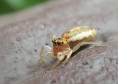 Cosmophasis lami