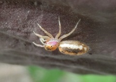 Cosmophasis lami