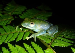 Cochranella euknemos