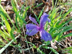 Iris uniflora