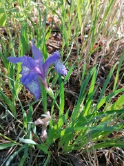 Iris uniflora