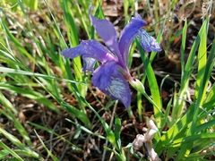 Iris uniflora