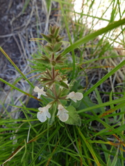 Stachys ajugoides
