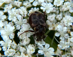 Valgus canaliculatus