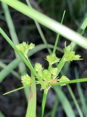 Cyperus pseudovegetus