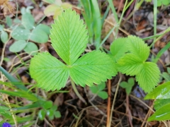 Fragaria orientalis