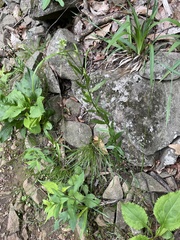 Borodinia missouriensis